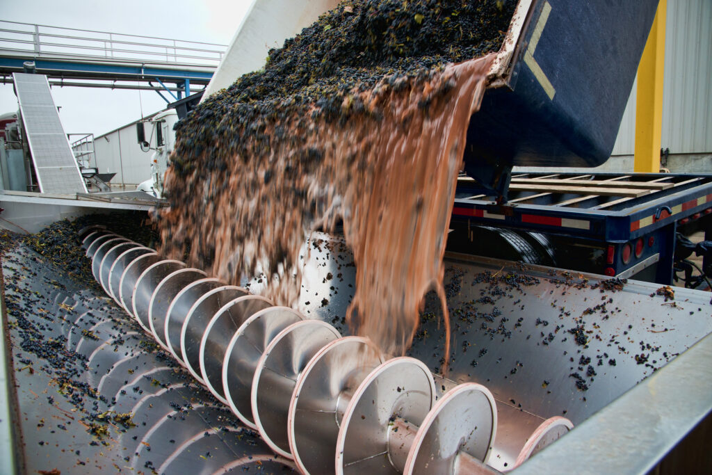 Closeup of wine grapes being dumped from a truck into crusher