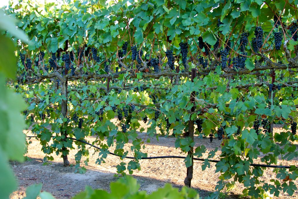 line of vines