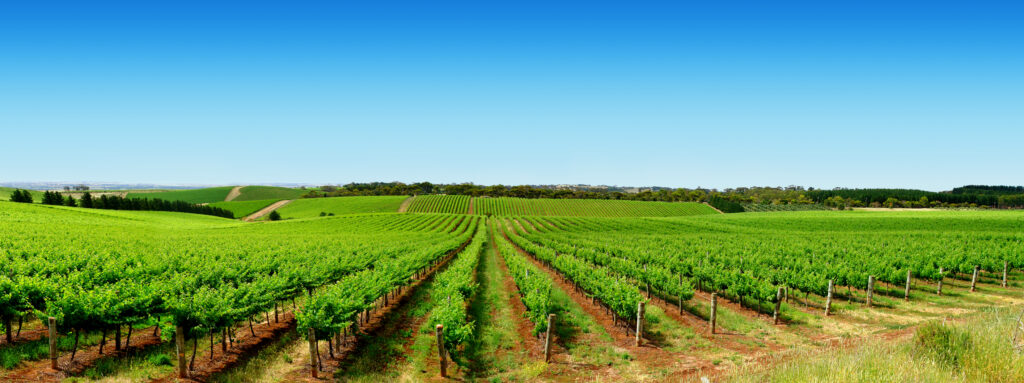 a vast vineyard