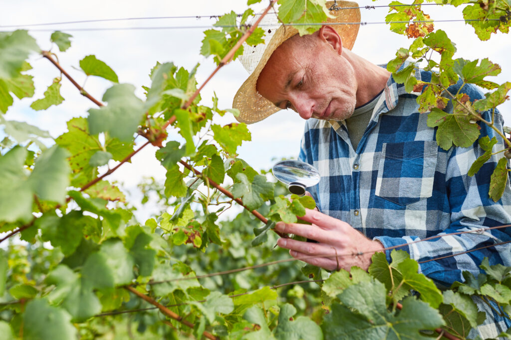 Controlling Those Pesky Pests and Debilitating Diseases In Your Vineyard