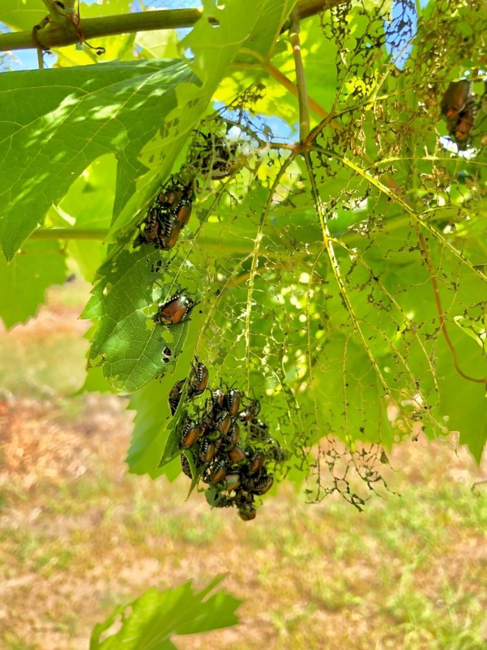 Are Japanese Beetles Worth the Trouble?