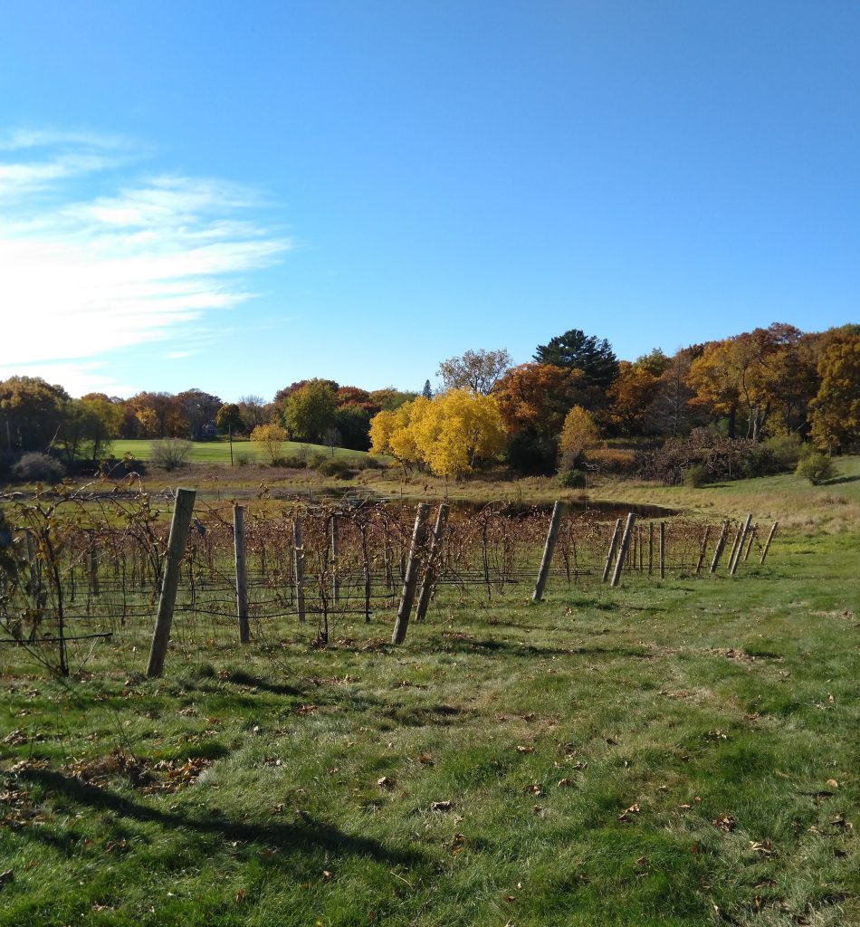 vineyard on fence