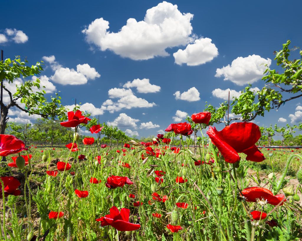 field of red flowers