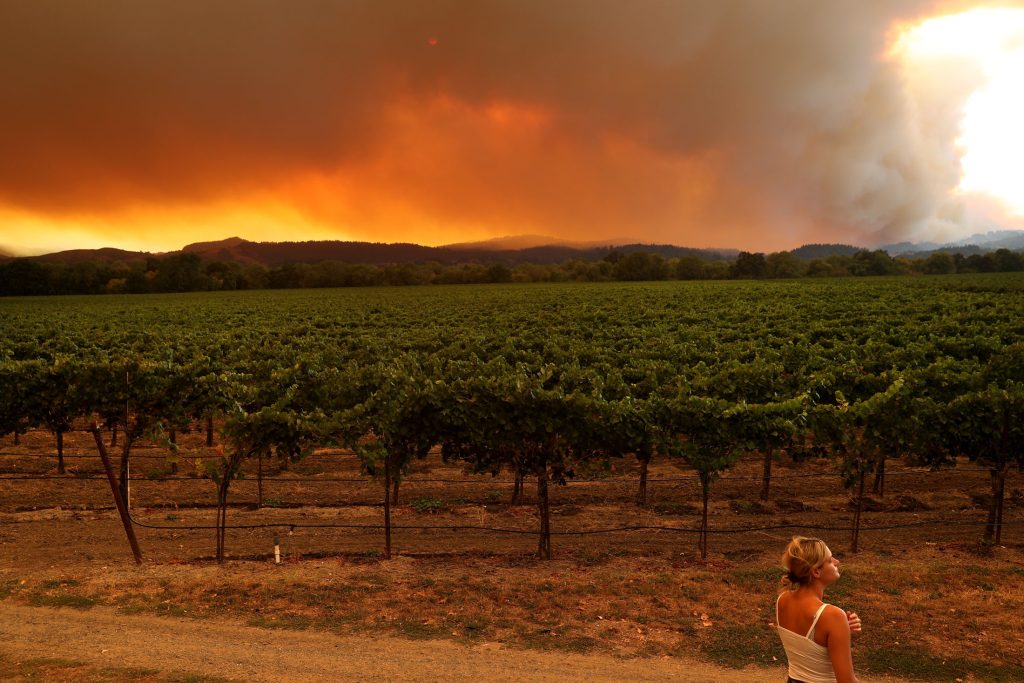 grapevine field with fire in the background