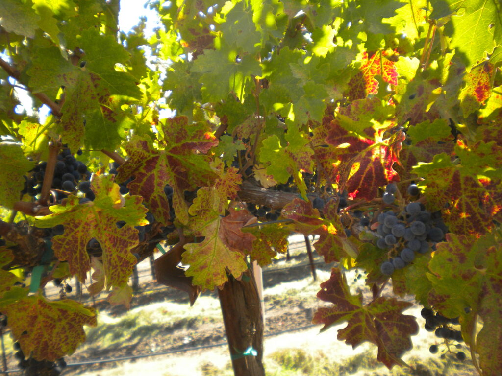close-up of grape trees