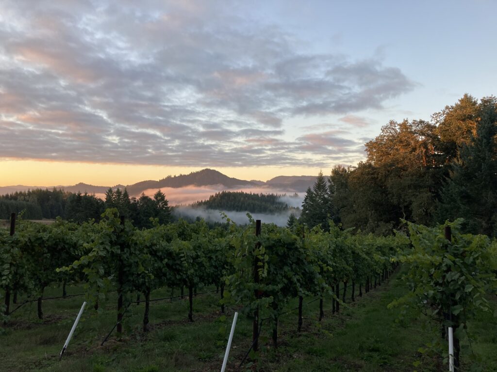 Exploring Southern Oregon's Wine Country