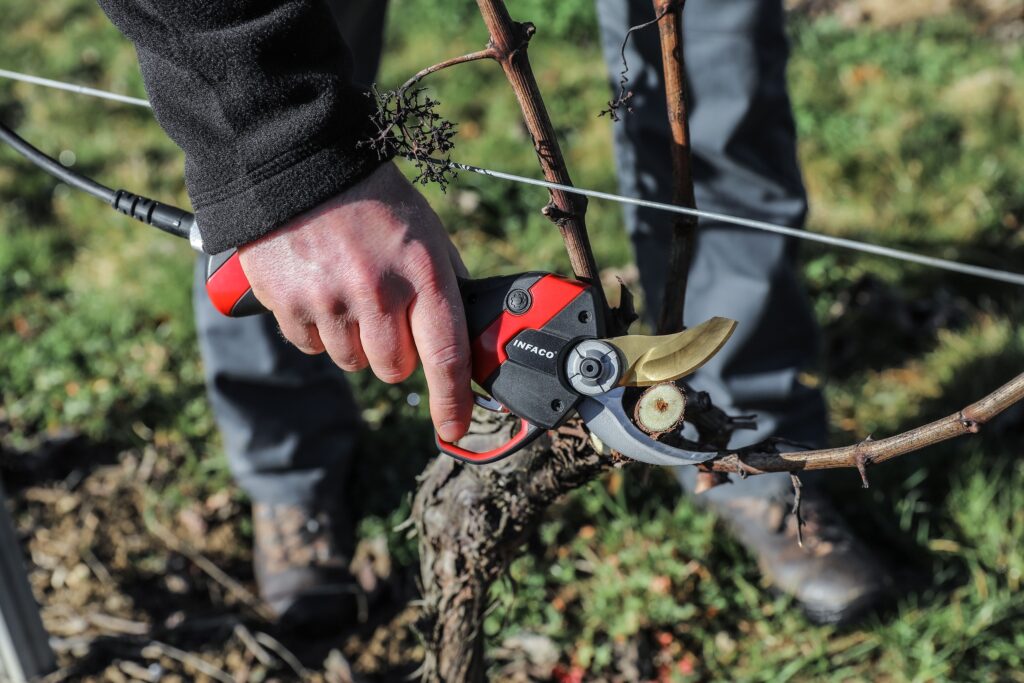 Picture of hand holding INFACO_sécateur_F3020 pruner in vineyard