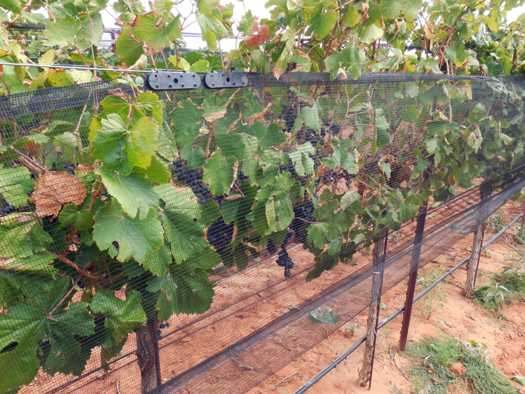 Image 3 showing hail netting and its installation in vineyard