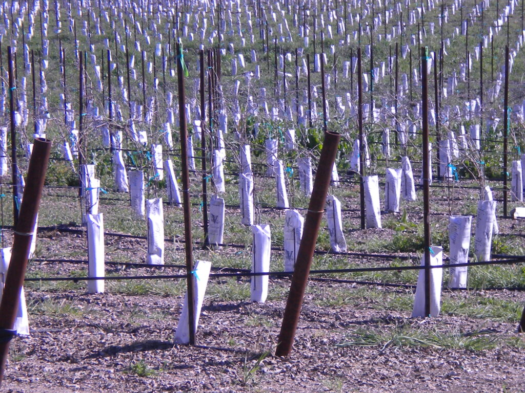 photo of grape vineyard with protective wrapping at base of vines