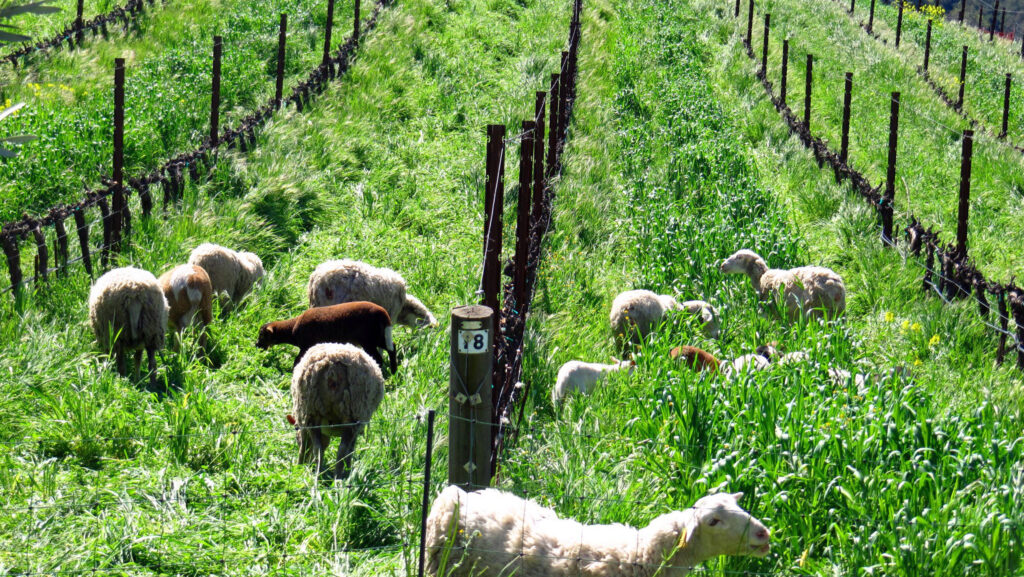 sheep grazing in a grape vineyard