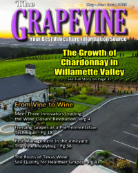 The Growth of Chardonnay in Williamette Valley - Grapevine Magazine