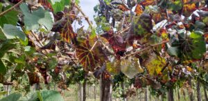 leafroll in vineyard