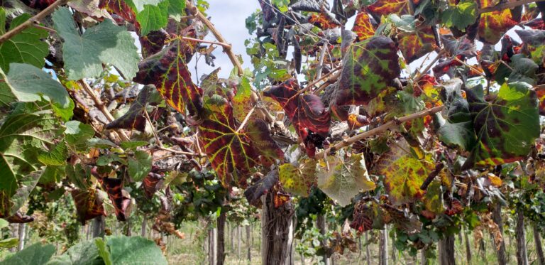 leafroll in vineyard