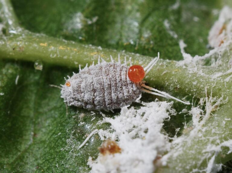 mealybug in the vineyard