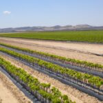 nursery row of vines in Spain