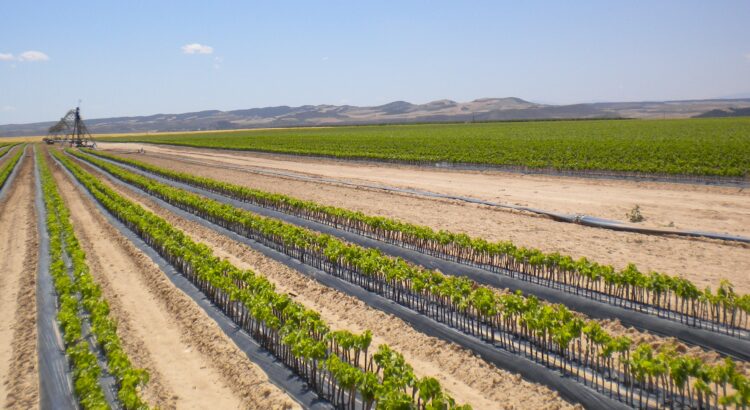 nursery row of vines in Spain