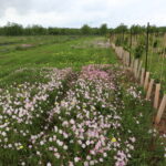 What Is Soil Health?  