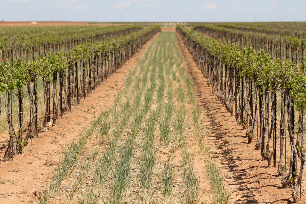 Annual Ryegrass Utilized as a Cover Crop in the Texas High Plains Region
