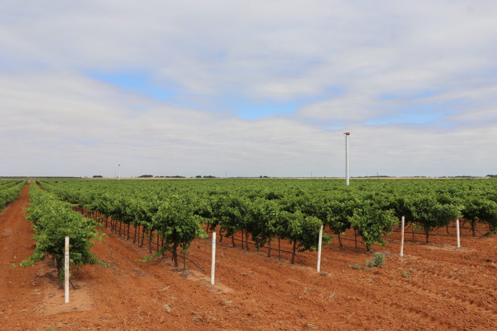 Amarillo Fine Sandy Loam Soil in the Texas High Plains Region