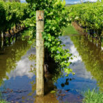 rows of wine grape vineyards