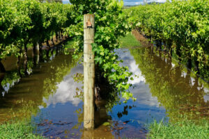 rows of wine grape vineyards