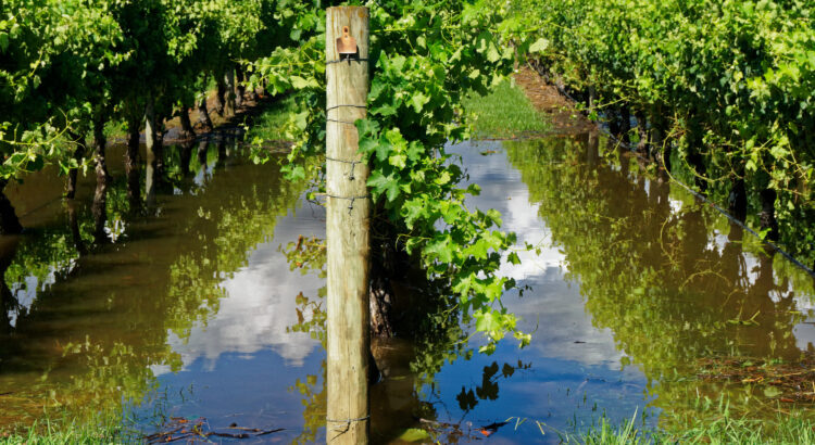 rows of wine grape vineyards