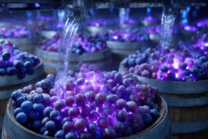 pretty very purple wine grapes