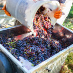 buckets of grapes being put into a hopper