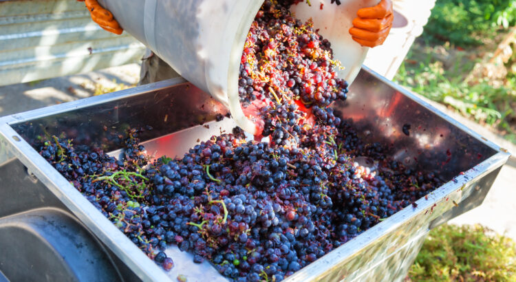 buckets of grapes being put into a hopper