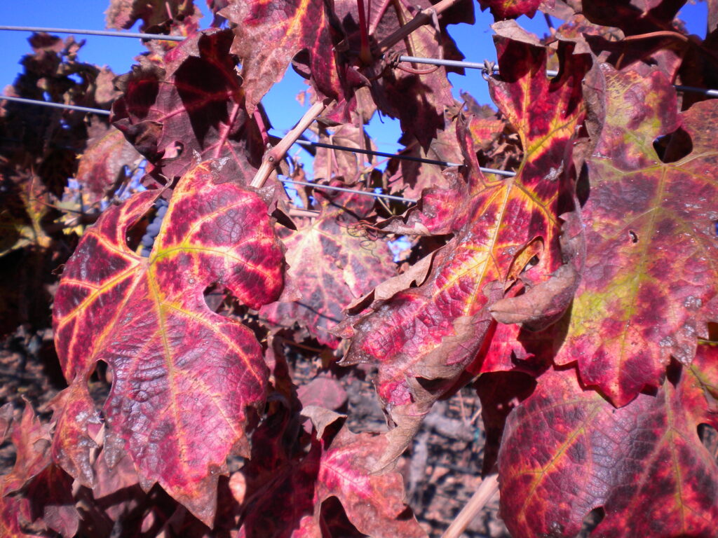 red blotch shown on vineyard leaves