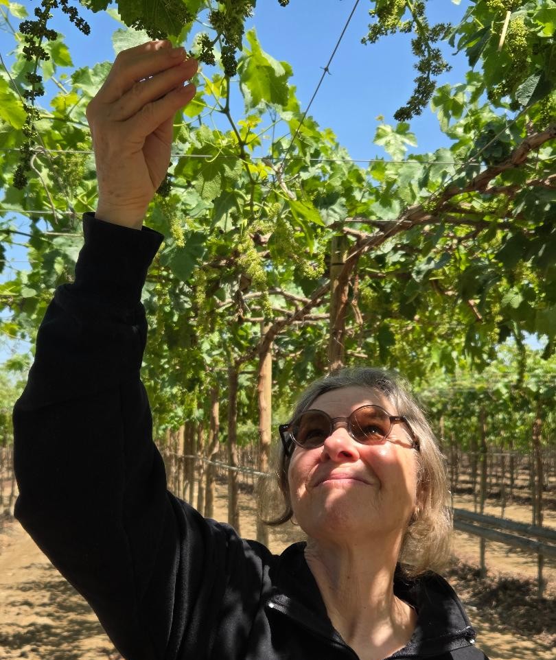 The author visiting flowering vineyard in Ica, Peru