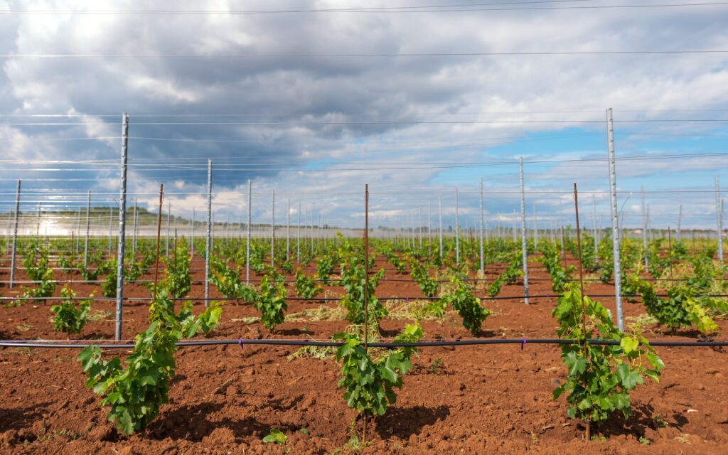 a vineyard with very short vines in dry dirt