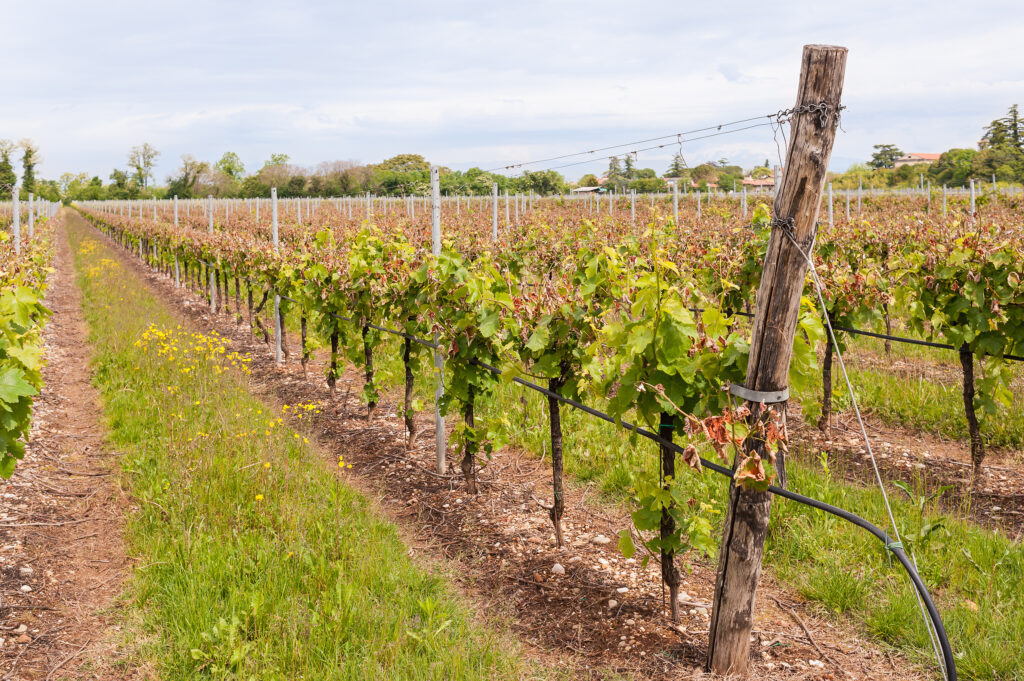 PHOTO SHOWING A VINEYARD GROWING ON TRELLIS