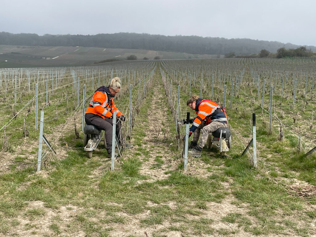two people pruning in the vineyard