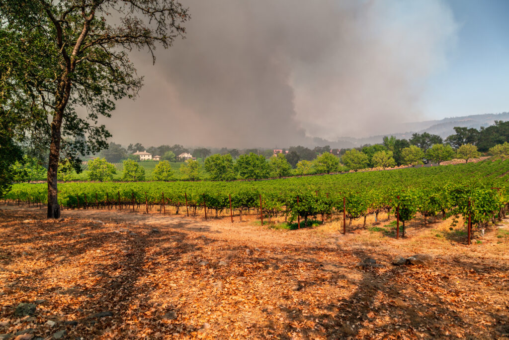 acres of wine grape vineyards under a stormy sky