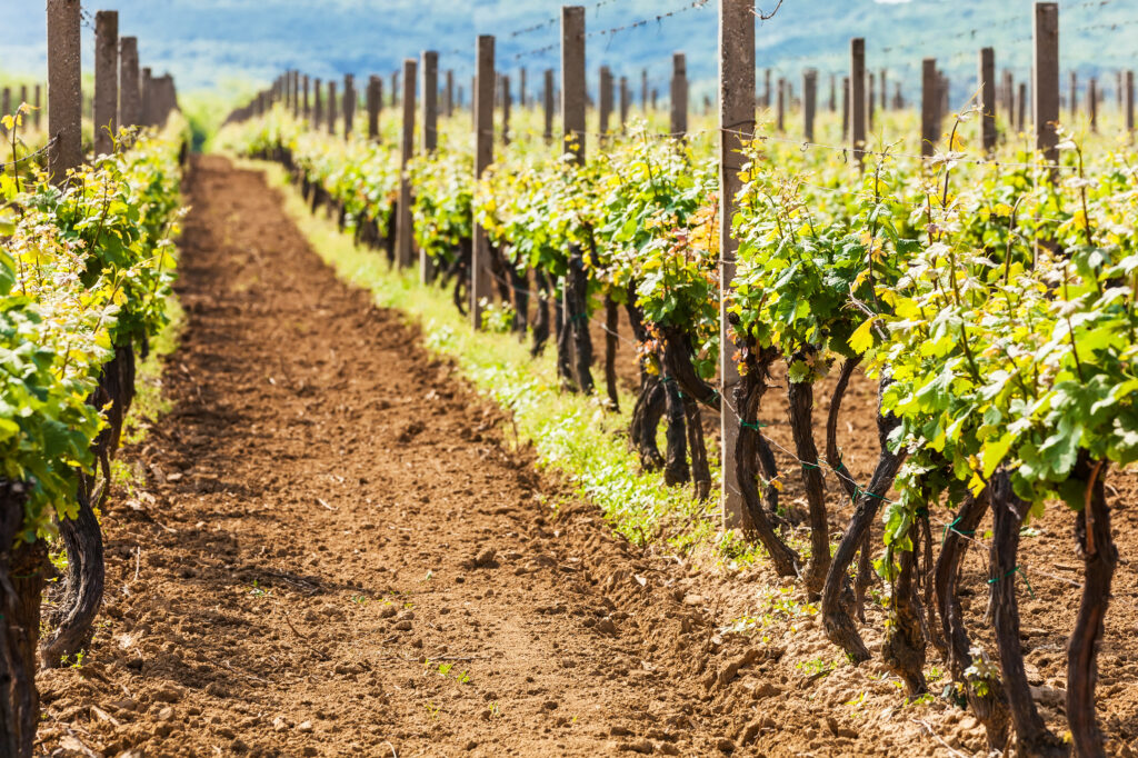 a photo showing a row down a long vineyard