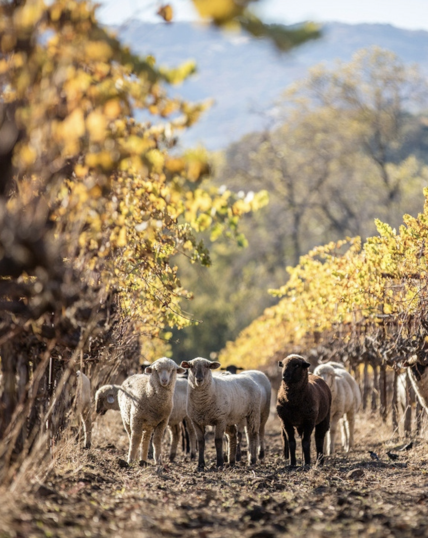 sheep in a vineyard