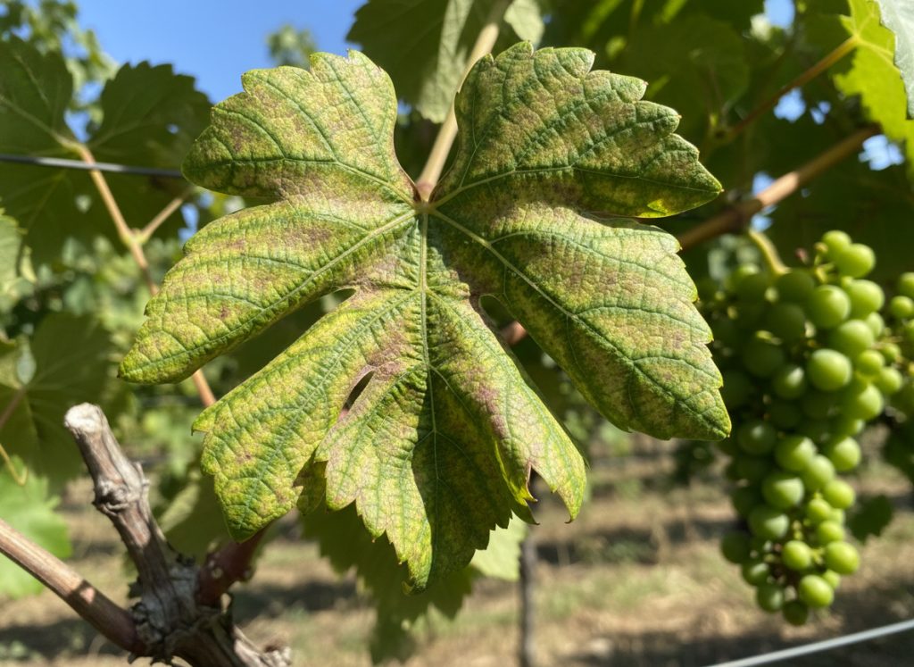 fanleaf disease in a vineyard