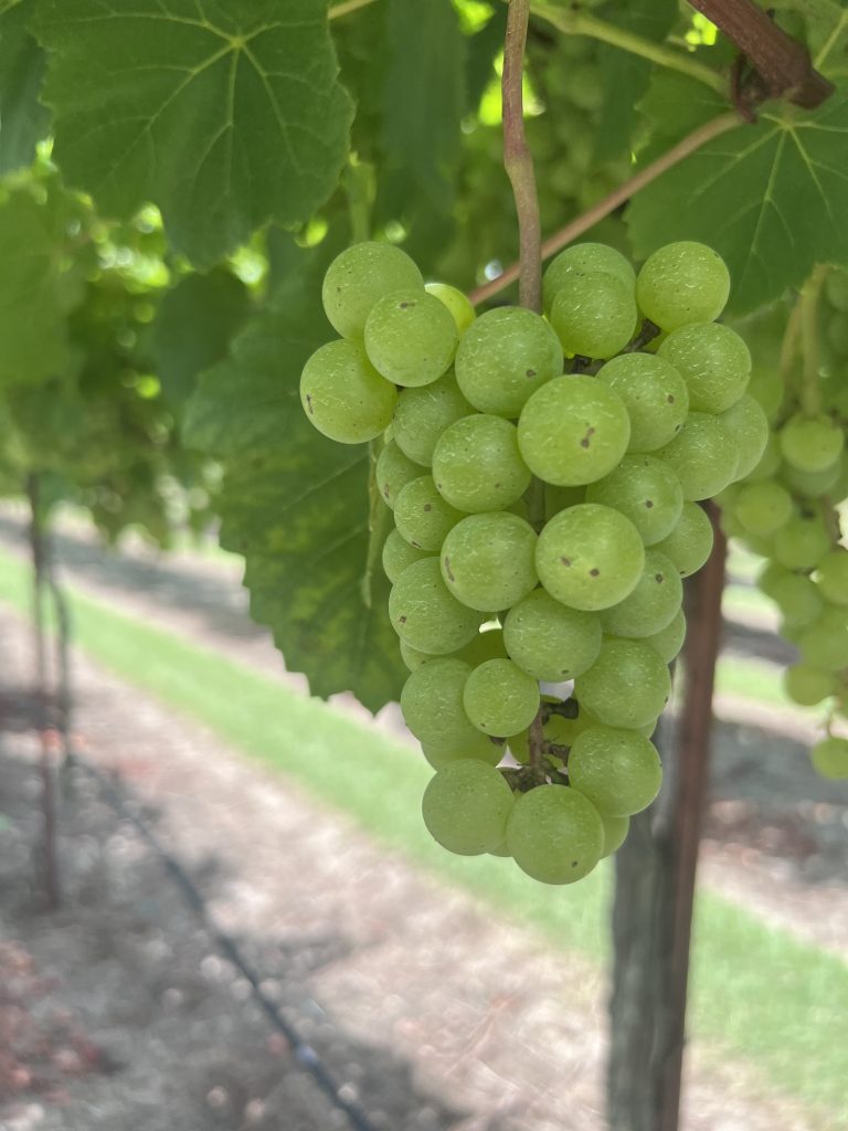 close up showing one large bunch of blanc du bois grapes hanging on the vine
