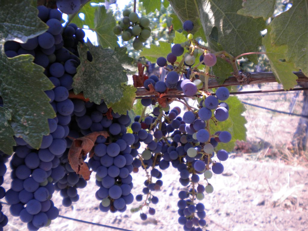 Typical foliar symptom of Grapevine Fanleaf virus in a California vineyard